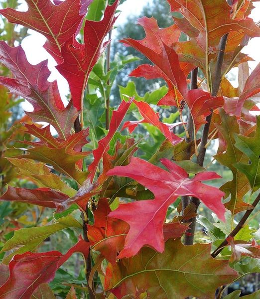 Quercus palustris 'Green Pillar'